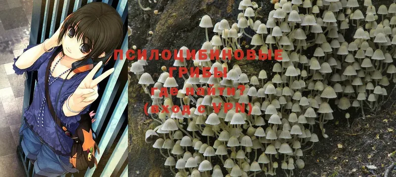 Галлюциногенные грибы Cubensis  где купить   Анива 